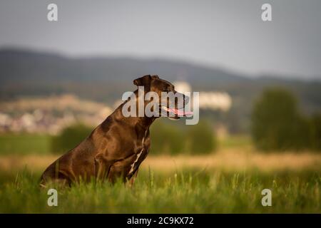 Portrait of a Pit Bull-mix dog in the evening sun