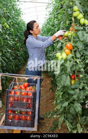 Female latino farmer puts red tomatoes in plastic box for sale Stock ...