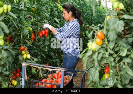 Female latino farmer puts red tomatoes in plastic box for sale Stock ...