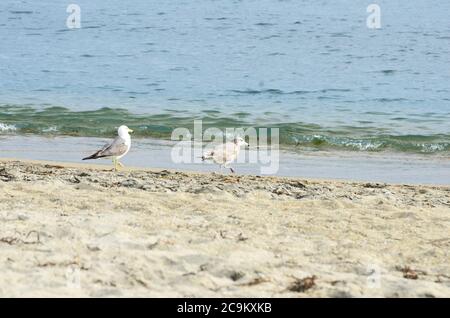 Two seagulls on the deserted sea coast of the beach. Selective focus. Stock Photo