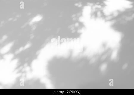 shadows of the tree branches on a white wall Stock Photo