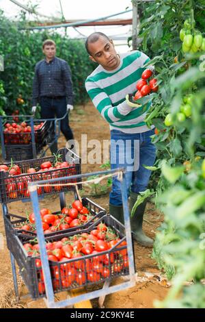 Hispanic grower engaged in cultivation of organic vegetables, hand harvesting crop of ripe red tomatoes in greenhouse Stock Photo