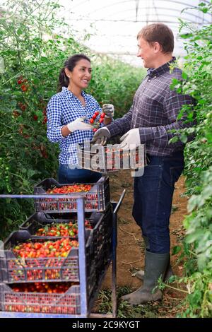 Biracial farmer couple working in greenhouse in spring day, harvesting ripe red tomatoes Stock Photo