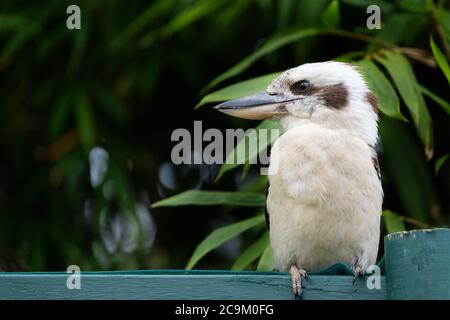 Front of an Australian Laughing Kookaburra (Dacelo novaeguineae)perched on a garden structure looking sideways showing beak profile on a background of Stock Photo