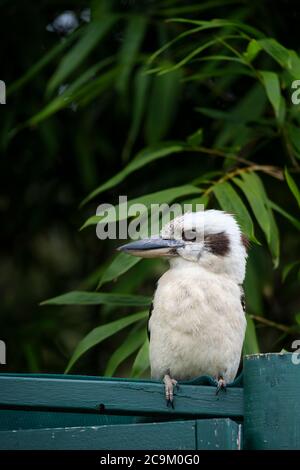 Front of an Australian Laughing Kookaburra (Dacelo novaeguineae) perched on a garden structure looking sideways showing beak profile on a background o Stock Photo