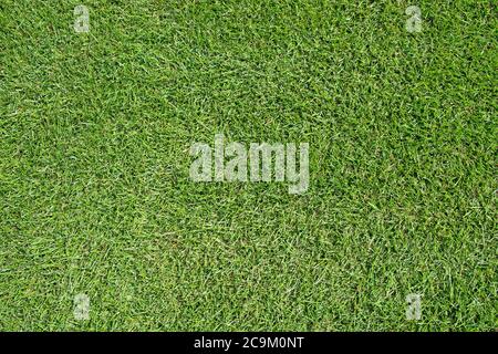 Green grass cut short Stock Photo