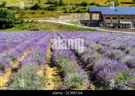 A beautiful lavender field in Demonte, a small town in the Piedmont Alps, Italy Stock Photo