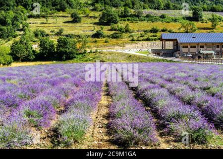 A beautiful lavender field in Demonte, a small town in the Piedmont Alps, Italy Stock Photo