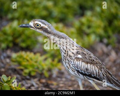 A sideview of Australian Bush Stone-Curlew bird as it extends its neck forward in a garden setting. Stock Photo