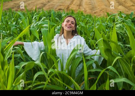 Young happy girl showing harvested corn in the field. American woman in a white dress harvests corn. Young woman farmer at corn harvest. Stock Photo