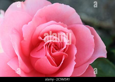 Floribunda Rose 'You're Beautiful' Stock Photo