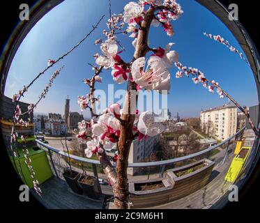 Detail circular fish-eye view of a flowering apricot tree branch with outdoor furniture Stock Photo