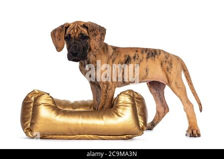 Cute light brindle Great Dane puppy, standing side ways with front paws in golden basket. Looking towards camera with shiny dark eyes. Isolated on whi Stock Photo