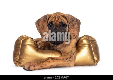 Cute light brindle Great Dane puppy, laying down in golden basket. Looking towards camera with shiny dark eyes. Isolated on white background. Stock Photo