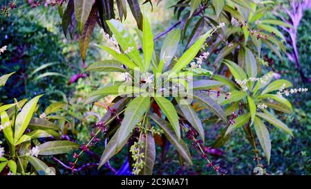 Evodia suaveolens scheff or zodia plant in the garden. Plant that is ...