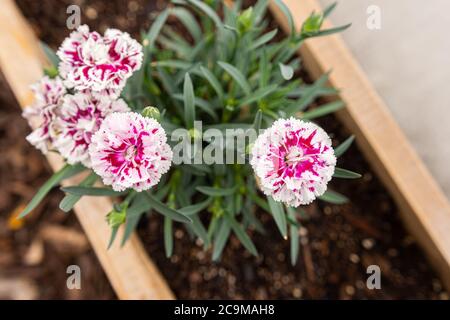 Spring annuals or perennials in raised cedar wooden garden beds Stock Photo