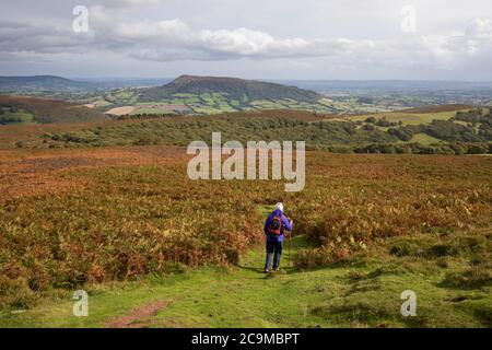 Walker on slope of the Sugar Loaf (Y Fal) mountain looking east to Skirrid Fawr (Ysgyryd Fawr) in autumn bracken Stock Photo