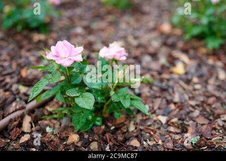 lilac miniature rose in the garden, fertilizer from the bark Stock Photo