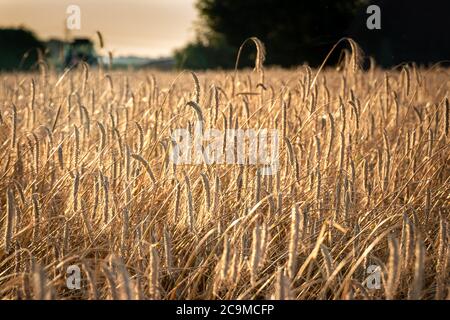 The golden-yellow wheat is drying on the land and waiting for the harvest in late summer, photo taken in the Netherlands in the province of Overijssel Stock Photo
