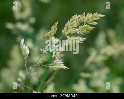 Close up of Yorkshire fog wild grass, Holcus lanatusgrass,  July, Cornwall, UK Stock Photo