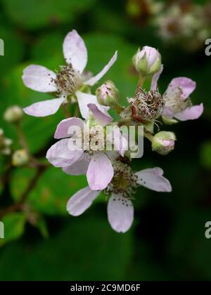 Rubus fruticosus, bramble flowers,  July, Cornwall, UK Stock Photo