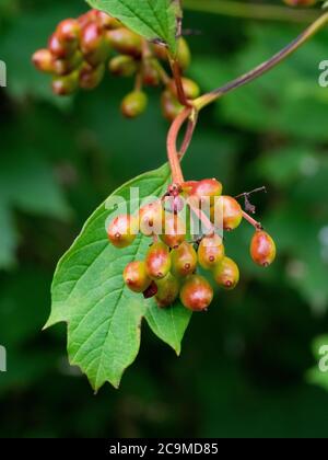 Viburnum opulus, guelder-rose,  July, Cornwall, UK Stock Photo