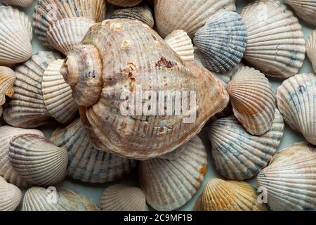 Rapana lies from above on a heap of sea cockleshells. Stock Photo