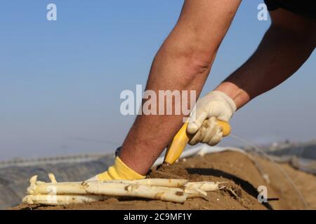 Agricultural asparagus harvest Stock Photo