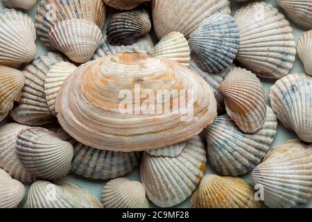 The big light cockleshell lies from above on a heap of small sea cockleshells. Stock Photo
