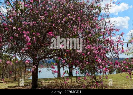 Pink Flowering Bauhinia Blakeana commonly called the Hong Kong orchid tree. Stock Photo