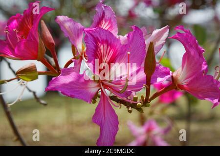 Closeup of pink flower of the Bauhinia Blakeana commonly called the Hong Kong orchid tree Stock Photo