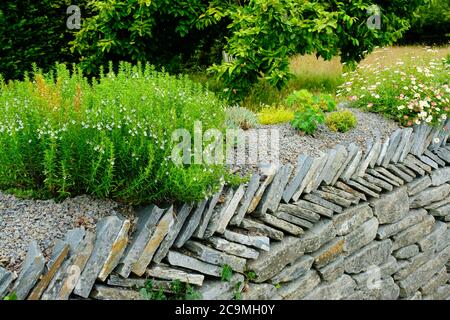 Drought tolerant plants growing on the top of a dry stone wall - John Gollop Stock Photo