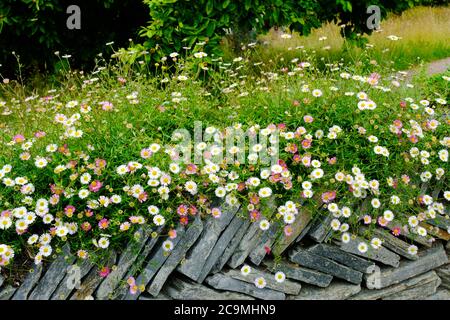 Daisies growing on the top of a dry stone wall - John Gollop Stock Photo