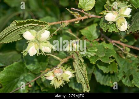 Young hazel, green hazelnut nuts, grow on a tree Stock Photo