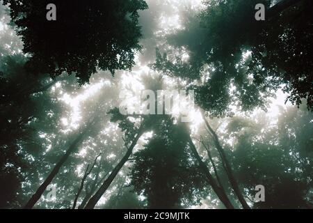 Forest treetops against misty sky. Stock Photo