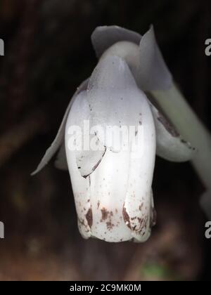 Monotropa uniflora (Indian pipe plant) flower close-up Stock Photo