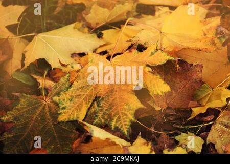 Colorful backround of fallen autumn leaves. Falling autumn maple leaves lie on the ground. Multicolored maple leaves. Maple leaves background Stock Photo