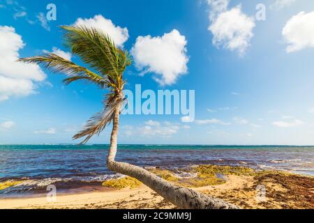 Autre Bord beach in Guadeloupe, French west indies. Lesser Antilles, Caribbean sea Stock Photo