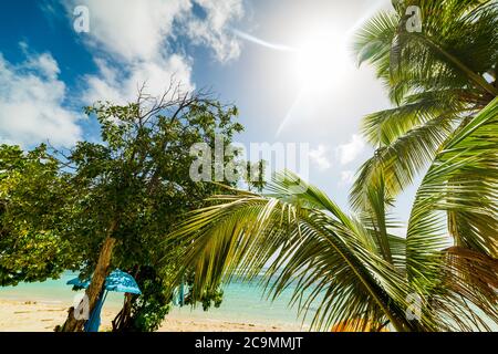 Palm trees and shining sun over the sea in Guadeloupe, French west indies. Lesser Antilles, Caribbean sea Stock Photo
