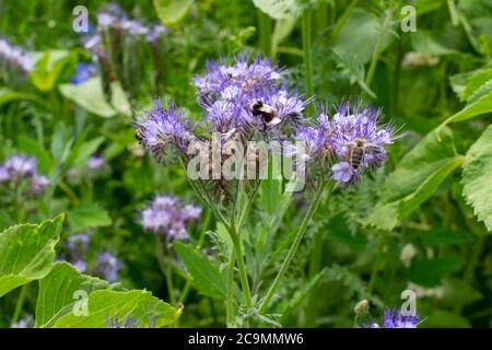 Blue Tansy also called Phacelia tanacetifolia or rainfarn phazelie Stock Photo