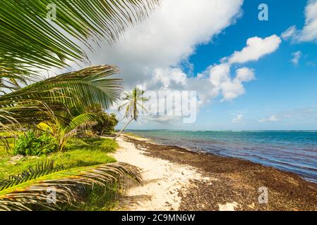 Autre Bord beach in Guadeloupe, French west indies. Lesser Antilles, Caribbean sea Stock Photo