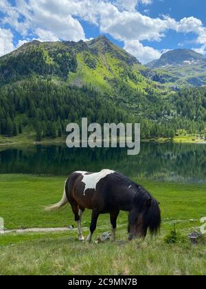 The horse on the pasture, Duisitzkarsee Lake, Austria.The Duisitzkarsee is probably one of the most beautiful mountain lakes in the Schladminger Tauer Stock Photo