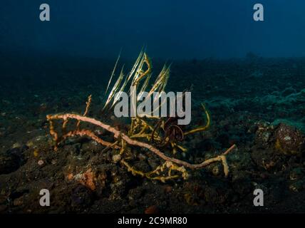 Shoal of Razorfish, Aeoliscus strigatus, sheltering in limited cover on Melasti Beach, Bali, Indonesia Stock Photo