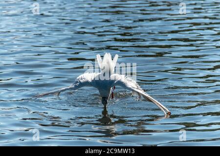 a close up view of a seagull that is diving under water to get some food that is sinking to the bottom of the pond Stock Photo