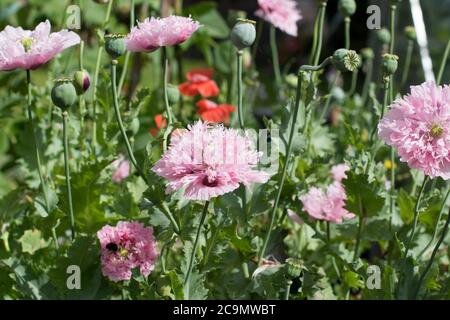 Pink Ornamental poppies in full bloom Stock Photo