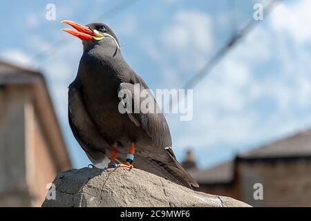 a close up view of a Inca tern sitting on a rock soaking up the sun Stock Photo