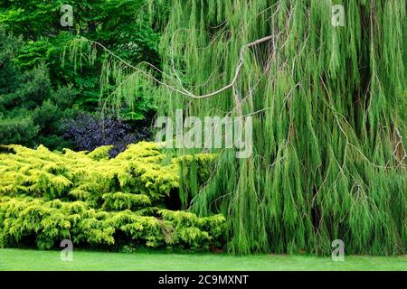 Full frame image of lush evergreen foliage - John Gollop Stock Photo
