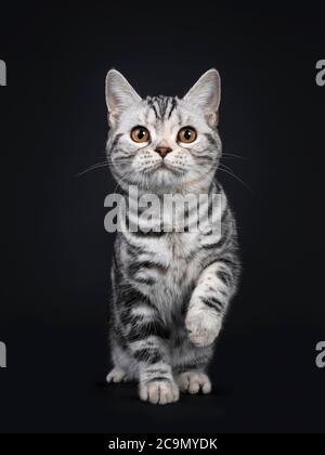 Cute silver tortie American Shorthair cat kitten, standing facing front. Looking at camera with orange eyes, one paw playful in air. Isolated on black