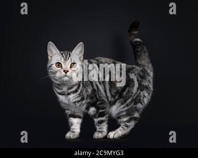 Cute silver tortie American Shorthair cat kitten, standing side ways. Looking at camera with orange eyes. Isolated on black background. Tail fierce in