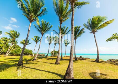 Palm trees and green meadow in bas du Fort beach in Guadeloupe, French west indies. Lesser Antilles, Caribbean sea Stock Photo